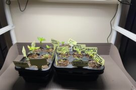 Do these look right? 4 weeks in, Small plants with yellow/purplish leaves