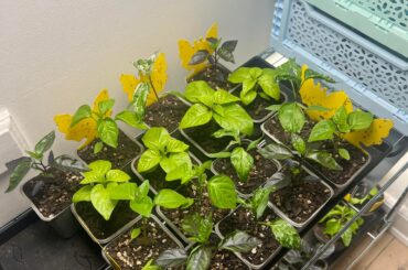 First time grower update