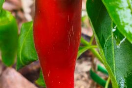 Inexperienced planter here. Will those dark spots eventually get red too? Or it is good to go to be harvested? Thanks