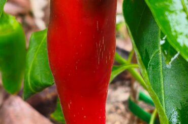 Inexperienced planter here. Will those dark spots eventually get red too? Or it is good to go to be harvested? Thanks