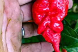 Death Spiral X Primotalii