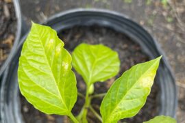 What is messing with my plants?