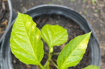 What is messing with my plants?