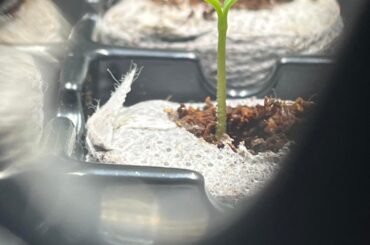 Excited first time grower appreciating his pretty seedling