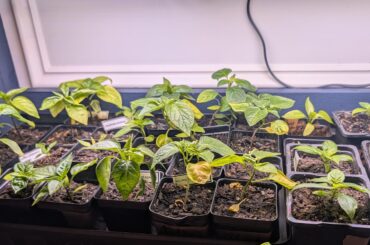 8 weeks from seed, thoughts?