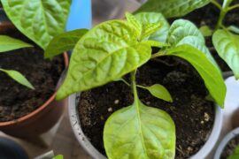 What's going on with this leaf?