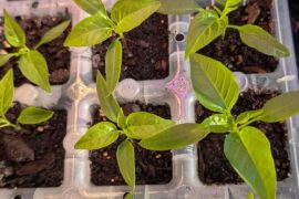 First time with paprika peppers