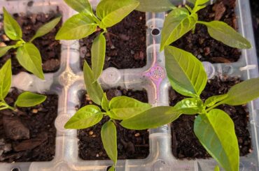 First time with paprika peppers