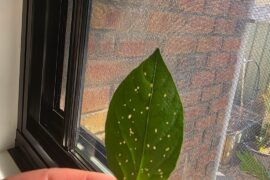 Pinholes in my leaves