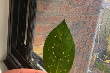 Pinholes in my leaves