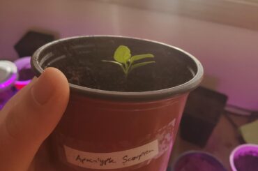 Lots of variety, but neither Bhut Jolokia has sprouted and it's been over a month