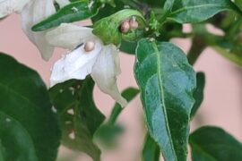 Are these aphid mummies?