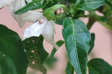 Are these aphid mummies?