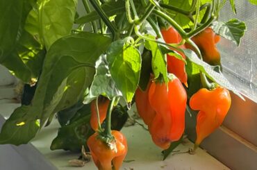 Aji Amarillo