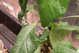 What can cause edema in pepper plants besides high humidity, poor airflow, and overwatering?