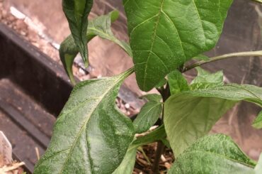 What can cause edema in pepper plants besides high humidity, poor airflow, and overwatering?