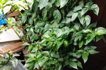 Overwintered plants & seedlings itchin' to get outside, here in WI.