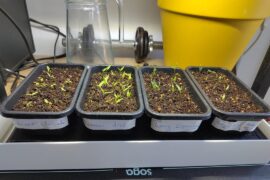 Worried about my seedlings