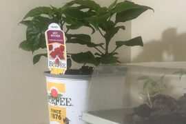 Just bought a Carolina Reaper plant from Home Depot. Any tips on how to care for it ?