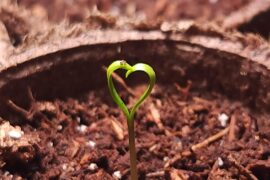 First time growing peppers