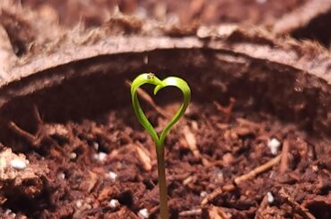 First time growing peppers