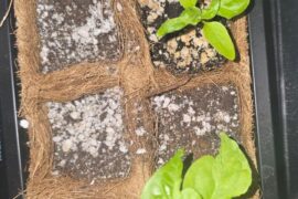 Ghost Pepper Sprouts Growing Deformed