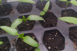 Is anything wrong with my seedlings