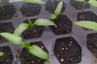 Is anything wrong with my seedlings