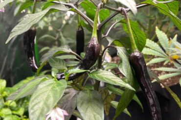 Can anyone identify this pepper?