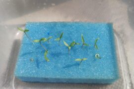 Should i plant them?