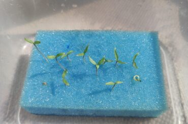 Should i plant them?