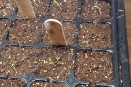 First time growing. Any advice on keeping these healthy?