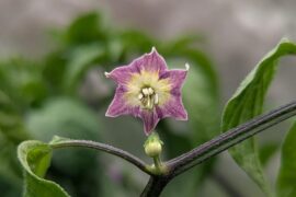 So I heard you like flowers