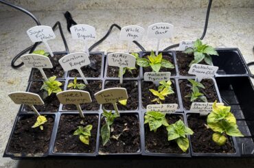 Why are my seedlings so yellow?