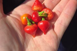 Which type of pepper are these?