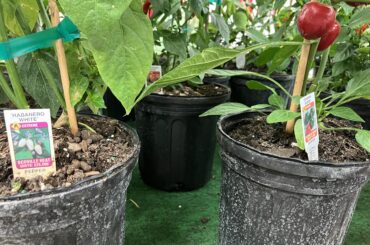 Some pepper plants!