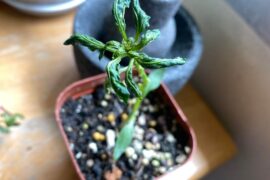 Frustrated and losing motivation