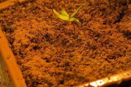 Its a Mutant!! Teh invasion is coming!!1