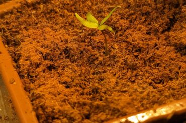 Its a Mutant!! Teh invasion is coming!!1