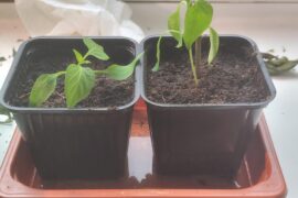 Plants falling after transplant