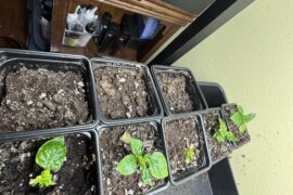 My first pepper babies !!