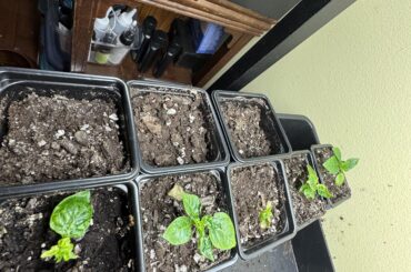 My first pepper babies !!