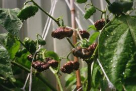 Free Chocolate Scotch Bonnet & Jamaican Hockey Puck seeds