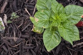 First time grower, couple of questions..