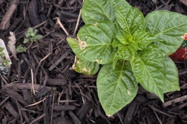 First time grower, couple of questions..