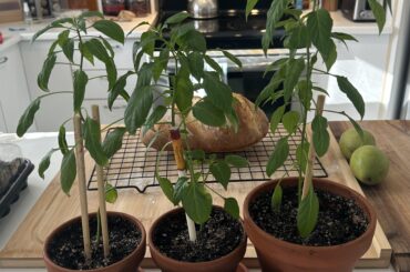 chili yahualica de arbol mexico