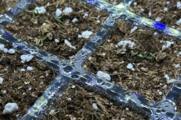 Do these sprouts look okay form you more vetted growers?