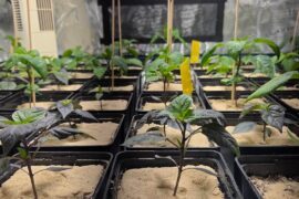 Another schmall updatd