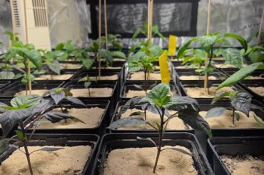 Another schmall updatd