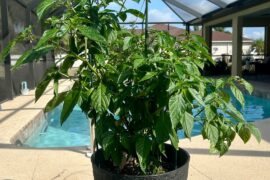 White Trinidad Moruga Scorpion Pepper